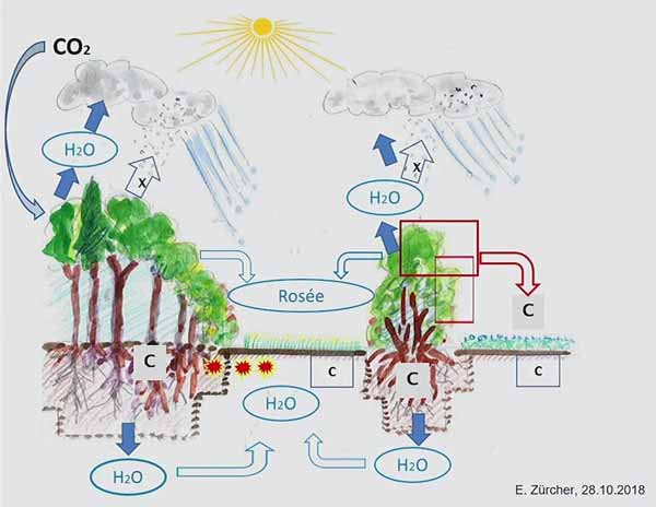 schéma de la redistribution d'eau juvénile par la forêt et les arbres
