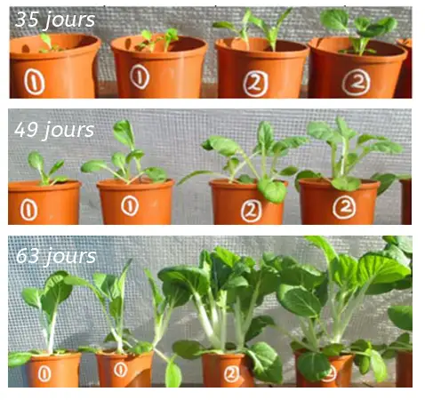 Expérience germination de plantes avec vortexeur implosif Amilo